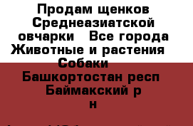 Продам щенков Среднеазиатской овчарки - Все города Животные и растения » Собаки   . Башкортостан респ.,Баймакский р-н